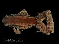 藏品(斯文豪氏赤蛙)的圖片